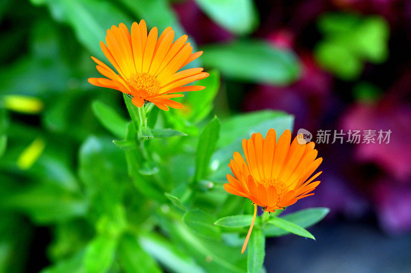 骨植物花/非洲雏菊/南非雏菊:杂种